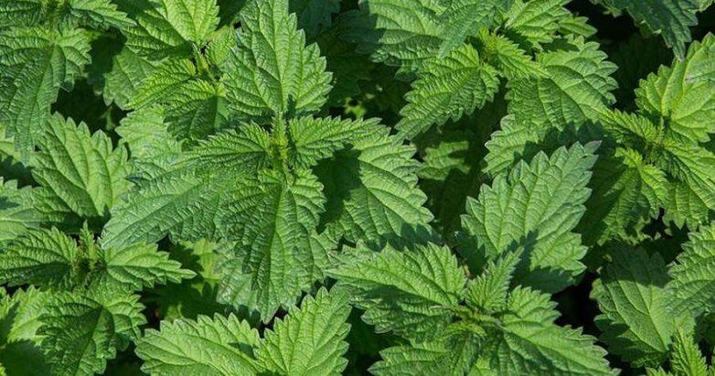 nettles to treat prostatitis